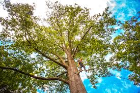 Best Seasonal Cleanup (Spring/Fall)  in Chilhowie, VA