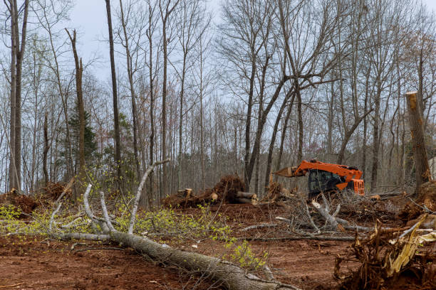 Best Stump Grinding and Removal  in Chilhowie, VA