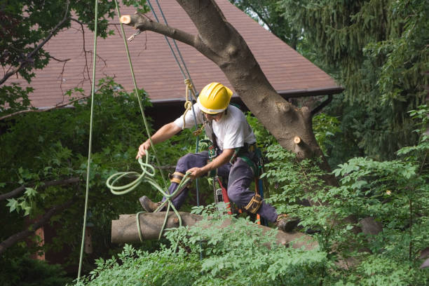 Best Tree Preservation Services  in Chilhowie, VA