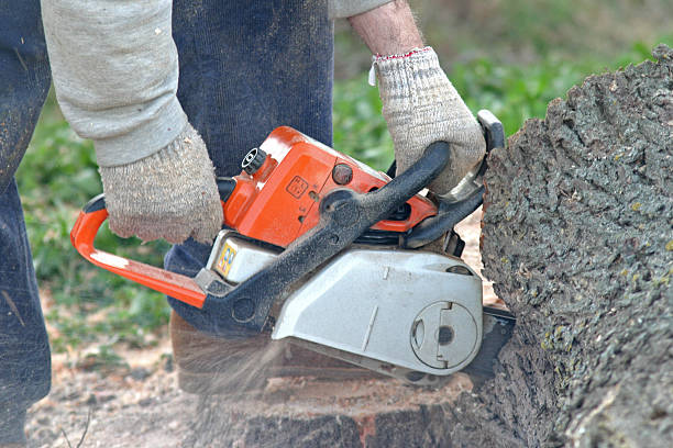 Best Hedge Trimming  in Chilhowie, VA