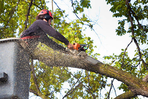 Best Commercial Tree Services  in Chilhowie, VA