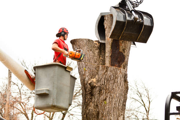 Best Tree Trimming and Pruning  in Chilhowie, VA