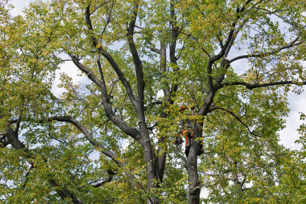 How Our Tree Care Process Works  in  Chilhowie, VA